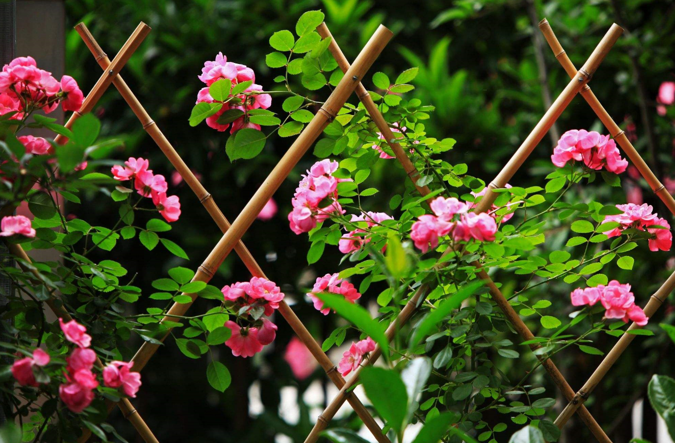 薔薇花可以種在庭院嗎(家里種薔薇的禁忌有哪些)